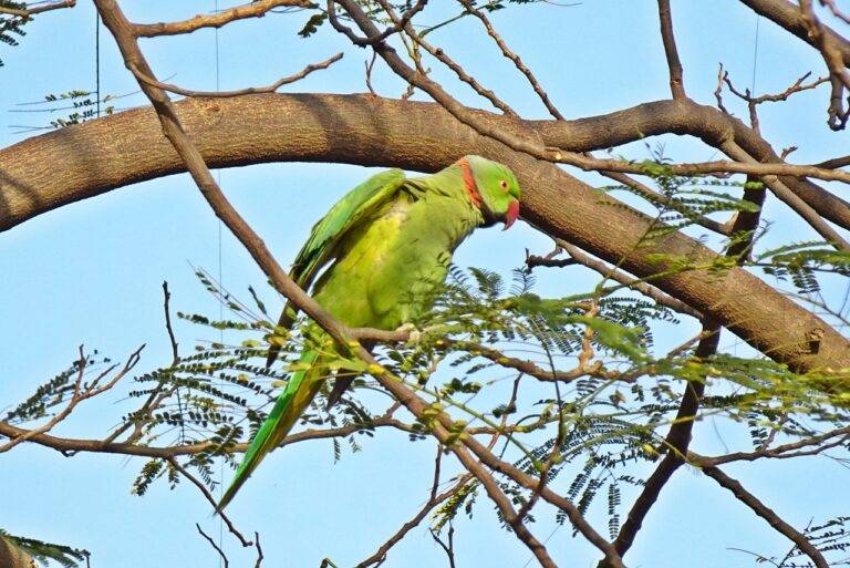 The Role of Urban Development Policies in Shaping Election Platforms