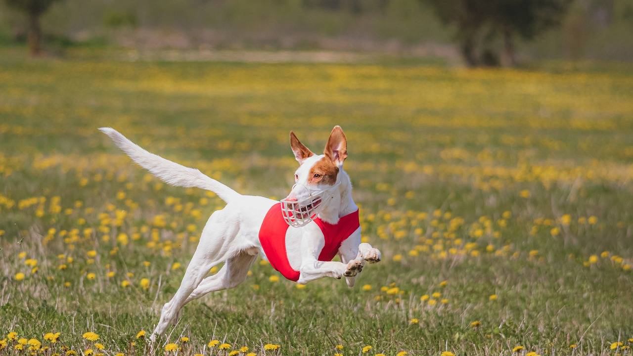 Immunotherapy: Harnessing the Immune System to Fight Disease